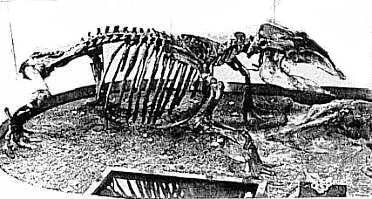 Рис. 2. Реконструированный скелет Desmostylus hesperus MARSH