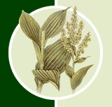 Чемерица