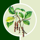 Лимонник китайский