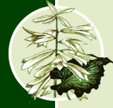 лилия Глена