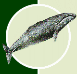 Серый кит